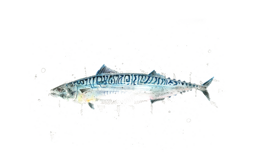 Mackerel