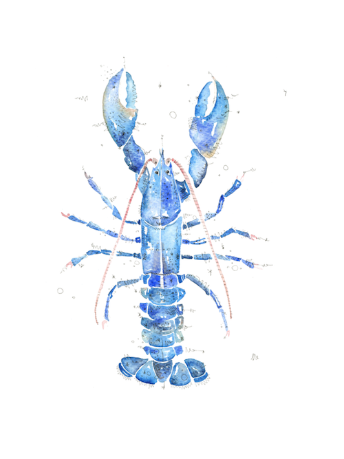 Blue lobster